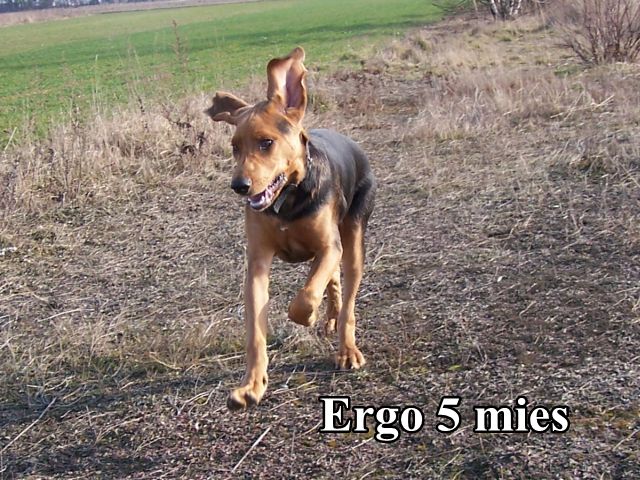ERGO 5mc
