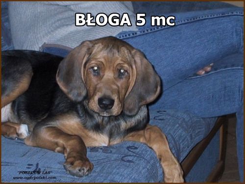 bloga1