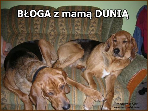 bloga7
