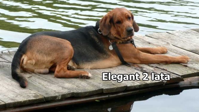 elegant5